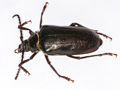 Prionus coriarius